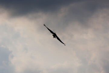 Sandhill cranes in flight for migration 