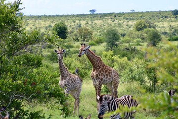 giraffe in the savannah
