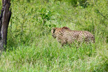 cheetah in the grass
