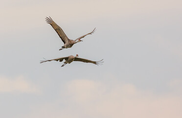Obraz premium Sandhill cranes in flight for migration 