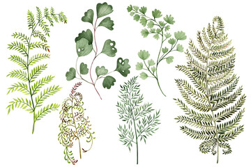 Beautiful  collection of fern elements isolated on white. Watercolor illustration.