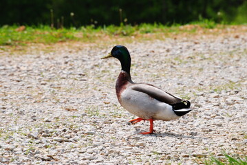 A Colorful duct that was passing by in a Park