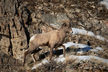 Big Horn Sheep walking along rocky cliff