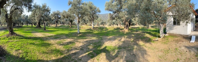 Fototapeta na wymiar Olive Trees and Swing in Panoramic View