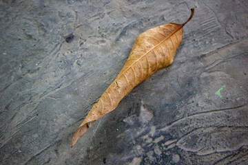 leaf on the ground