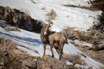 Big Horn Sheep looking down a snow slope