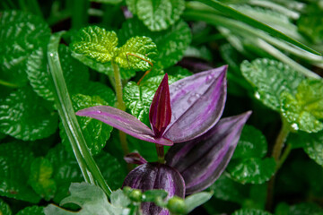 rain drops on the leaves
