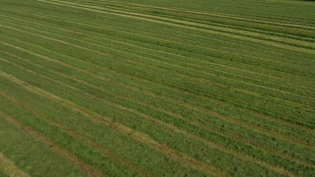 Gras auf einem Feld gem&auml;ht, Vorbereitung f&uuml;r eine Grasernte