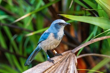 Florida scrub jay perched on a brown palm frond