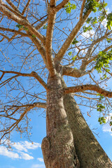 Preciosa imagen de árbol con el cielo de fondo