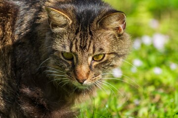 A domestic cat outside in the grass