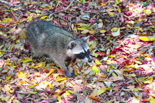 Hermoso mapache caminando sobre hojas ca&iacute;das de &aacute;rboles