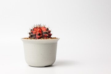 Cactus pot on white background.