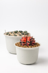 Cactus pot on white background.