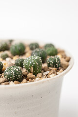 Cactus pot on white background.
