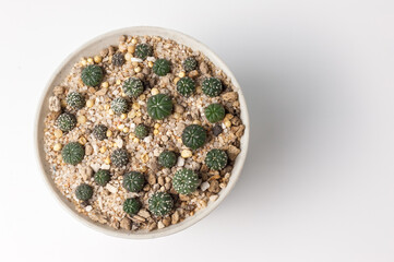Cactus pot on white background.