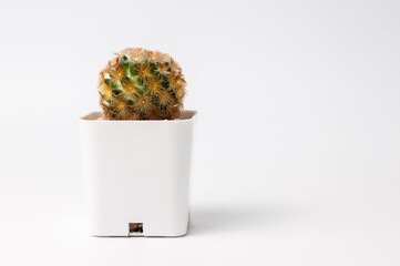 Cactus pot on white background.