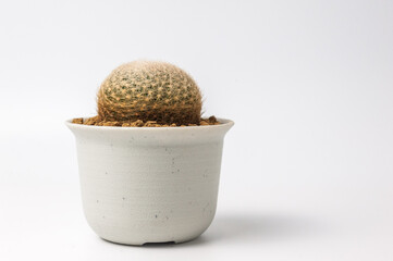 Cactus pot on white background.