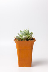 Cactus pot on white background.