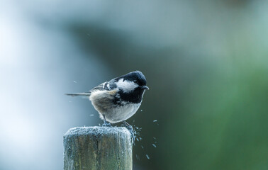 Mésange noire sur un poteau de clôture en hiver