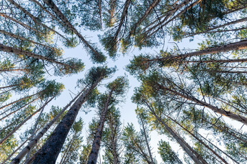 Green tree crowns view from below to the sky. Landscape, space for copying text