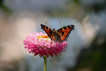 Tortoiseshell butterfly perched on a flower in an English garden
