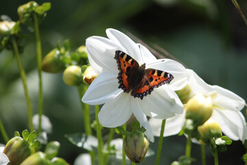 Tortoiseshell butterfly perched on a flower in an English garden