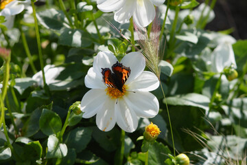 Tortoiseshell butterfly perched on a flower in an English garden