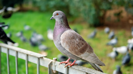 Pigeon on a fence