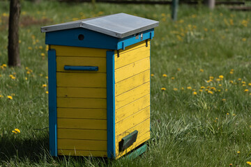 Wooden beehives for bees on green grass with yellow flowers. Old honey bee apiary. Spring countryside view.