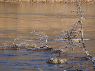 imágenes de la  naturaleza del río segre congelada una mañana fria de invierno, camarasa, lérida, españa, europa  