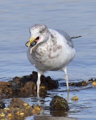 Seagull by the ocean