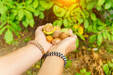 Man holding whole walnut in her hands. Whole walnut, healthy organic food concept. Selective focus