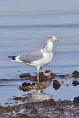 Seagull by the ocean