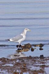 Seagull by the ocean