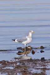 Seagull by the ocean