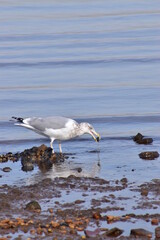 Seagull by the ocean