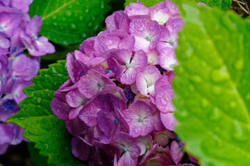 雨に濡れる紫陽花の花と葉