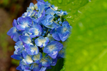 雨に濡れる紫陽花の花と葉