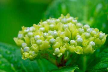 紫陽花の蕾