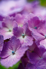 雨に濡れる紫陽花