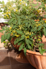Fototapeta na wymiar Mini tomato plants grow in pots. Potted garden on the patio.