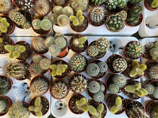 Top view of small cactus plants