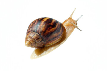 Giant African snail Achatina on white background. Achatina snail baby close up. Tropical snail Achatina fulica with shell.