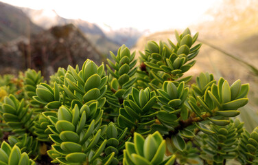 Routeburn track vegetation macro close-up, Fiordlands National Park, South Island, New Zealand