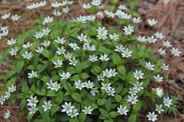 snowdrops in the forest
