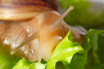 Giant tropical brown snail Achatina eating green lettuce over white background. Baby Snail akhatina with a shell macro photography. Close-up of a mollusk.