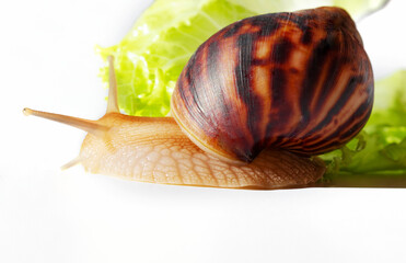 Giant tropical brown snail Achatina eating green lettuce over white background. Baby Snail akhatina with a shell macro photography. Close-up of a mollusk.