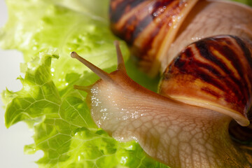 Giant tropical brown snail Achatina eating green lettuce over white background. Two Baby Snail akhatina with a shell macro photography. Close-up of a mollusk.