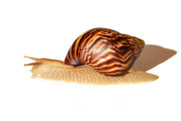 Giant African snail Achatina on white background. Achatina snail baby close up. Tropical snail Achatina fulica with shell.